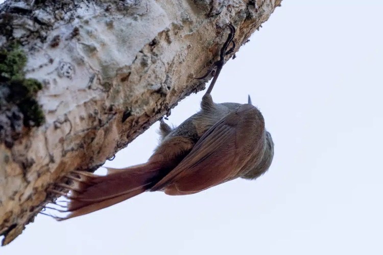 Bird clinging upside down to a tree trunk in Mountain Pine Ridge.