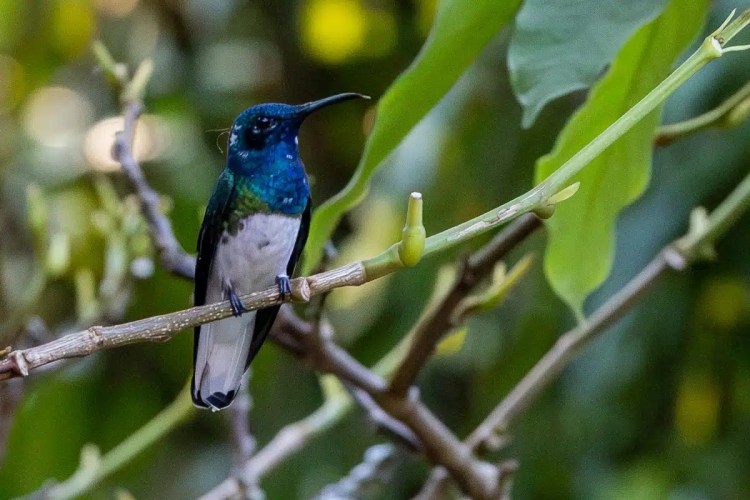 Blue-crowned hummingbird perched in Mountain Pine Ridge.
