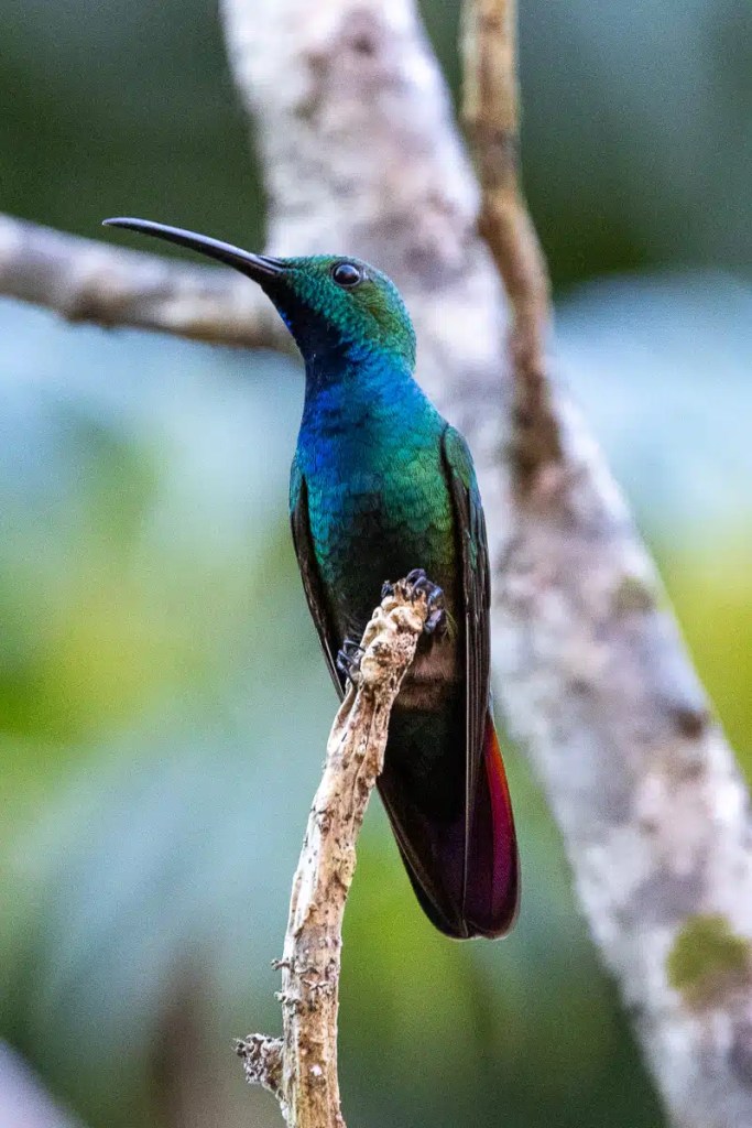 Vibrant hummingbird perched on branch in Mountain Pine Ridge. Iridescent blue and green feathers.