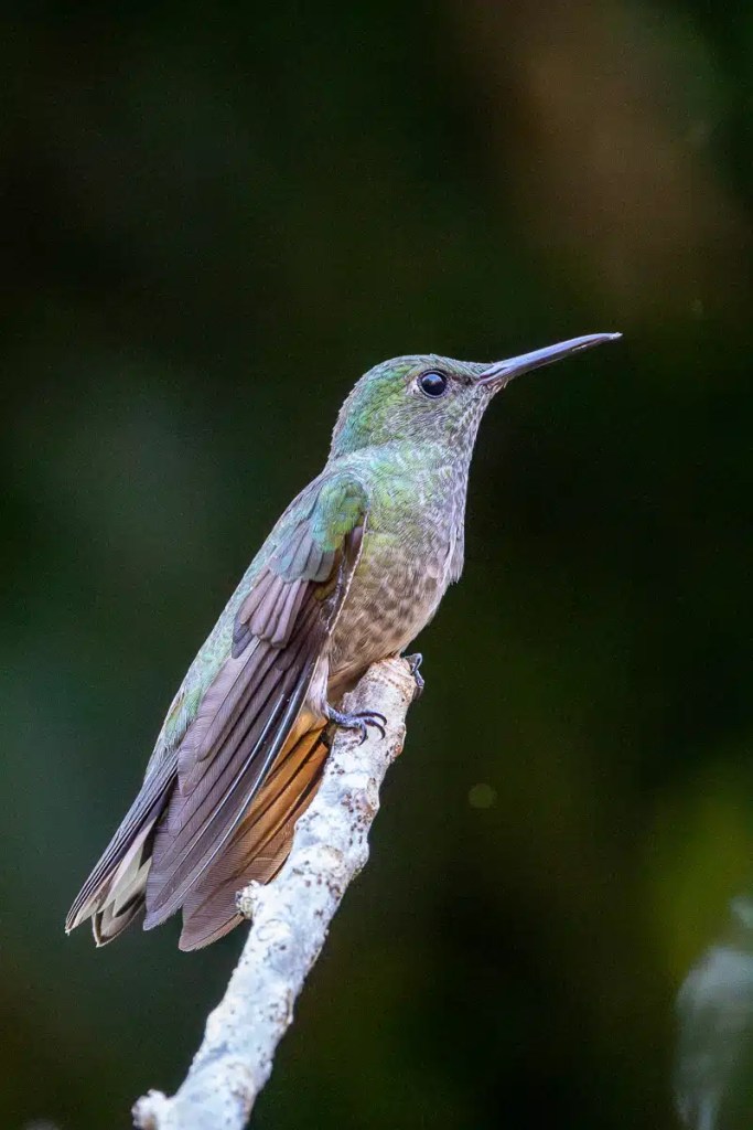 Hummingbird perched on a branch in Mountain Pine Ridge. Birding in Belize.