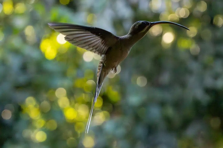 Long-billed hermit hummingbird in flight, Mountain Pine Ridge birding.