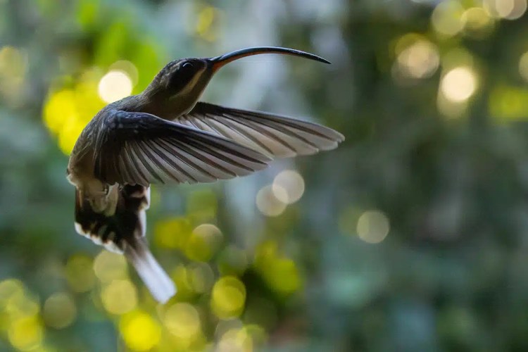 Curve-billed bird in flight, possibly from Mountain Pine Ridge.