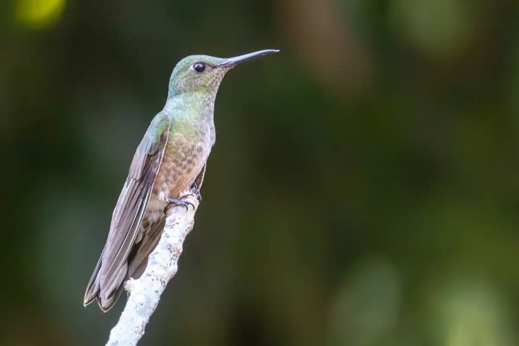 Hummingbird perched on a branch in Mountain Pine Ridge, Belize.