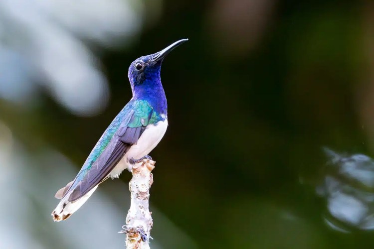 Vibrant hummingbird with iridescent blue plumage perches on a twig in Mountain Pine Ridge.