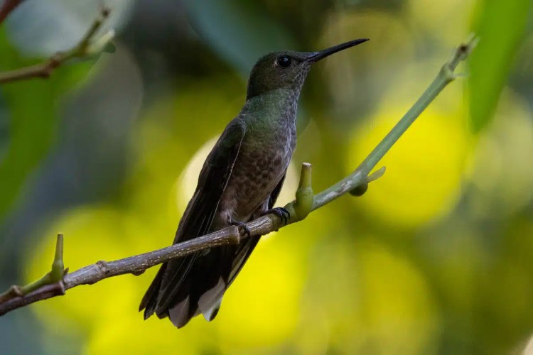 Hummingbird perched on a branch in Mountain Pine Ridge, Belize. Birding in Belize.