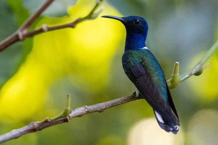 Blue-crowned motmot bird perched on a branch in Mountain Pine Ridge.