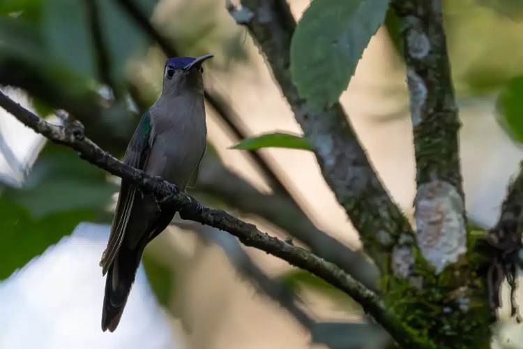 Blue-crowned motmot perched on a branch in Mountain Pine Ridge forest.
