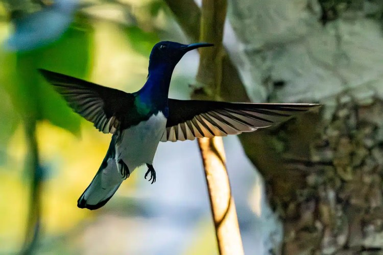 White-necked Jacobin hummingbird in flight near Mountain Pine Ridge, Belize.