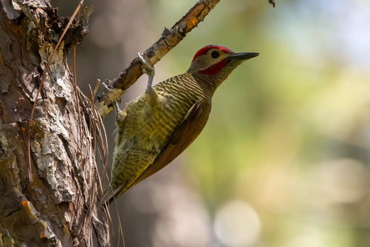 Woodpecker perched on a branch in Mountain Pine Ridge, Belize. Red head, brown and yellow striped body.
