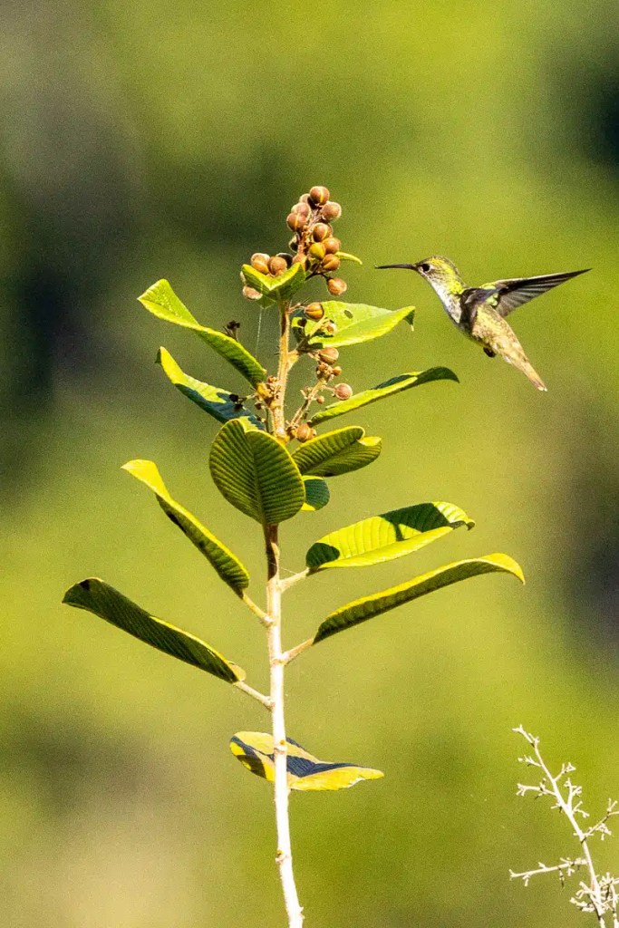 Hummingbird flying near a plant with berries in Mountain Pine Ridge.
