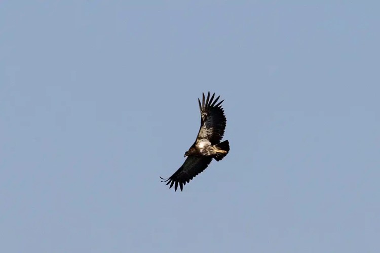 Immature bald eagle soars high in the sky, wings spread wide.