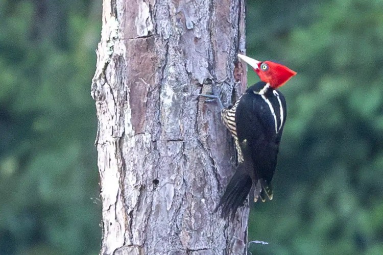 Red-headed woodpecker on a tree in Mountain Pine Ridge.