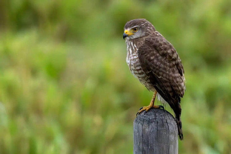 Hawk perched on a wooden post, possibly seen while birding Mountain Pine Ridge.