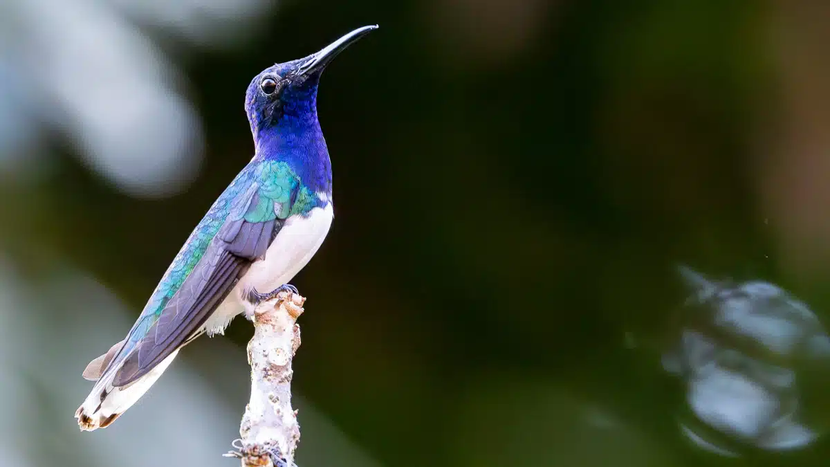 Vibrant hummingbird perched on a branch in Mountain Pine Ridge, Belize.