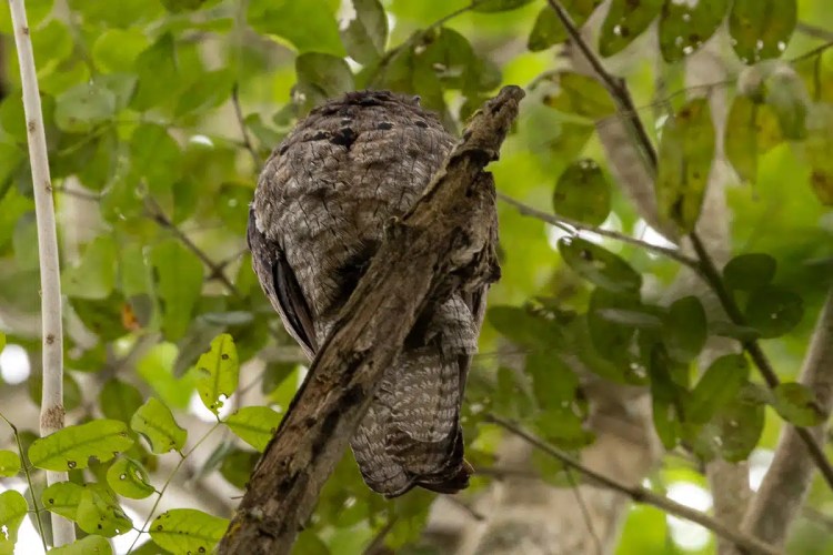 Potoo bird camouflaged on a branch in Tikal, Guatemala. Birding Tikal &amp; Lake Atitlan.