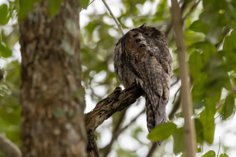 Potoo bird camouflaged on a branch in Tikal.