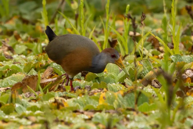 Gray-necked Wood-Rail foraging in greenery, relevant to birding in Tikal and Lake Atitlan.