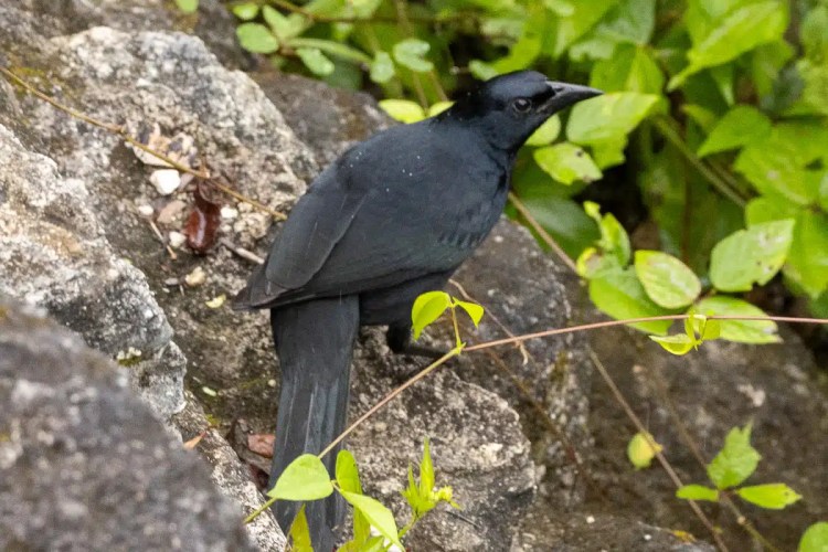 Great-tailed Grackle bird perched on a rock in Tikal or Lake Atitlan.