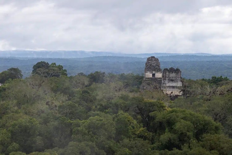 Tikal Mayan ruins rising above the rainforest canopy in Guatemala.
