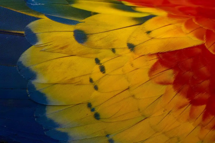 Colorful macaw feathers in vibrant blue, yellow, and red. Macaw Mountain detail.