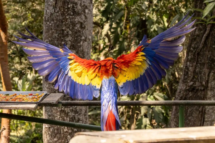 Scarlet macaw stretching its vibrant wings at Macaw Mountain, Copan Ruinas.
