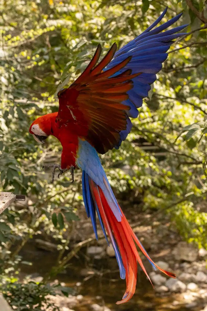 Scarlet macaw in flight at Macaw Mountain, Copan Ruinas. Brilliant red and blue plumage on display.