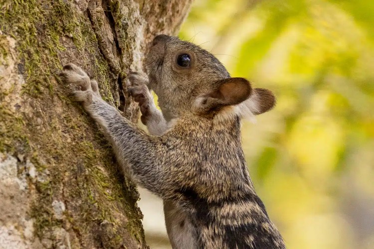 Squirrel climbing a tree at Macaw Mountain in Copan Ruinas, Honduras.