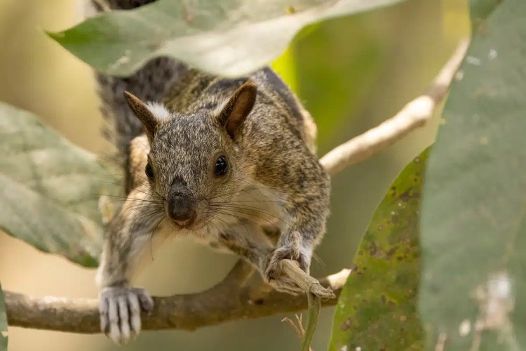 Squirrel on a branch at Macaw Mountain, Copan Ruinas.