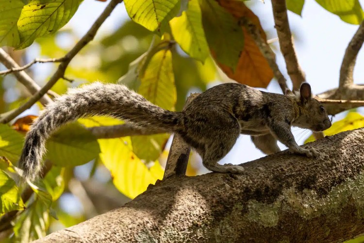 Squirrel on a tree branch at Macaw Mountain, Copan Ruinas.