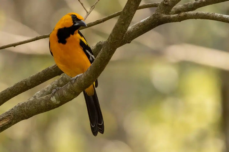 Yellow-backed oriole perched on a tree branch at Macaw Mountain, Copan Ruinas.