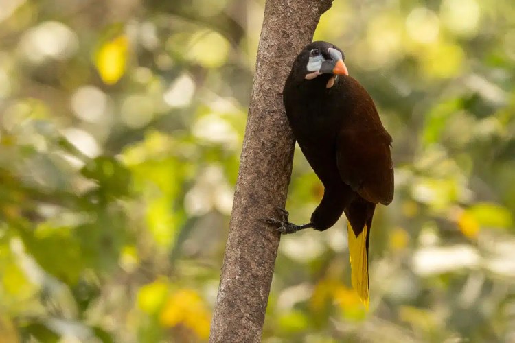 Rufous Motmot bird at Macaw Mountain, Copan Ruinas. Brown and black bird with yellow tail clinging to a tree branch.