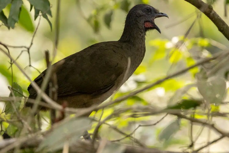 Grey-necked wood rail perched in Copan Ruinas vegetation at Macaw Mountain.