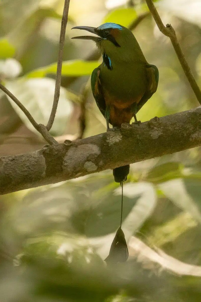 Motmot bird perched on a branch at Macaw Mountain, Copan Ruinas.