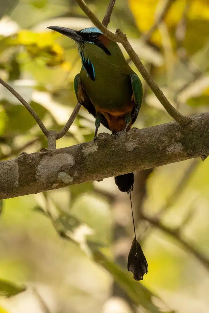 Motmot bird perched on a branch at Macaw Mountain, Copan Ruinas.