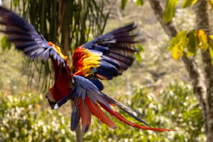 Scarlet macaw in flight at Macaw Mountain, Copan Ruinas. Colorful parrot wings spread wide.