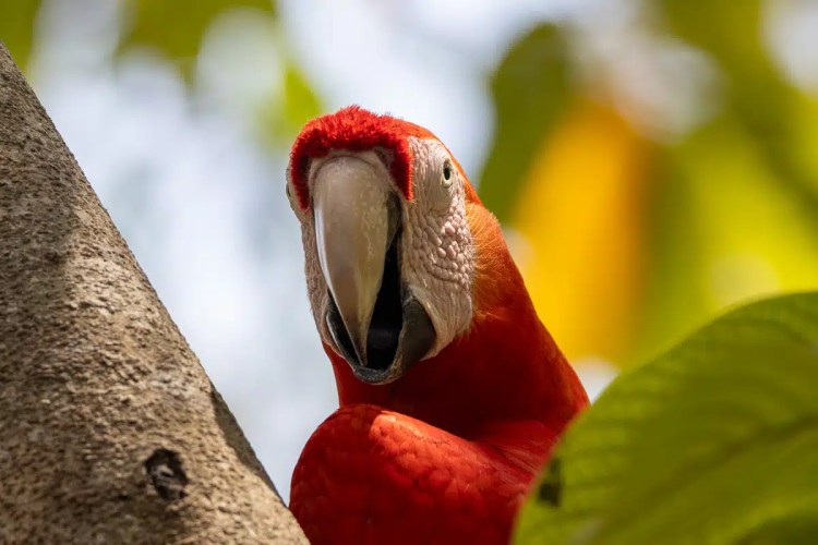 Scarlet macaw close-up at Macaw Mountain, Copan Ruinas. Bright red parrot portrait.