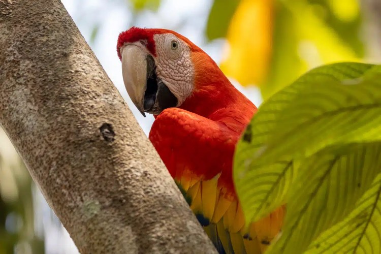 Scarlet macaw at Macaw Mountain, Copan Ruinas, perched on a tree branch.