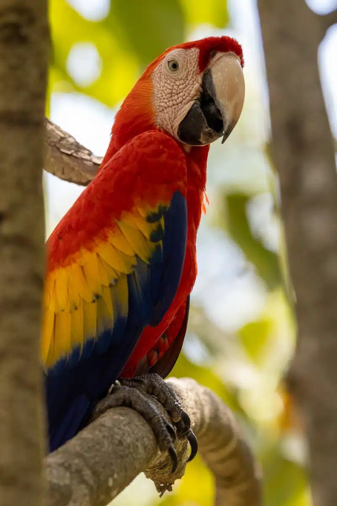 Scarlet Macaw perched on a branch at Macaw Mountain, Copan Ruinas.