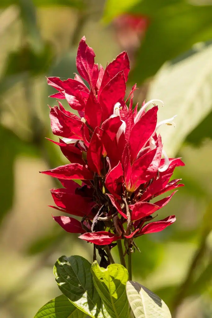 Red Justicia carnea flower at Macaw Mountain, Copan Ruinas, Honduras.