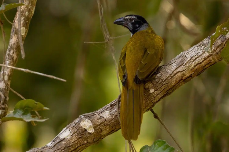 Black-headed oriole perched on a branch at Macaw Mountain, Copan Ruinas.