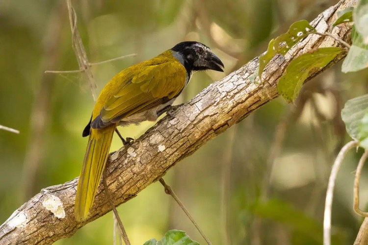 Yellow-crowned Euphonia bird perches on a branch at Macaw Mountain.