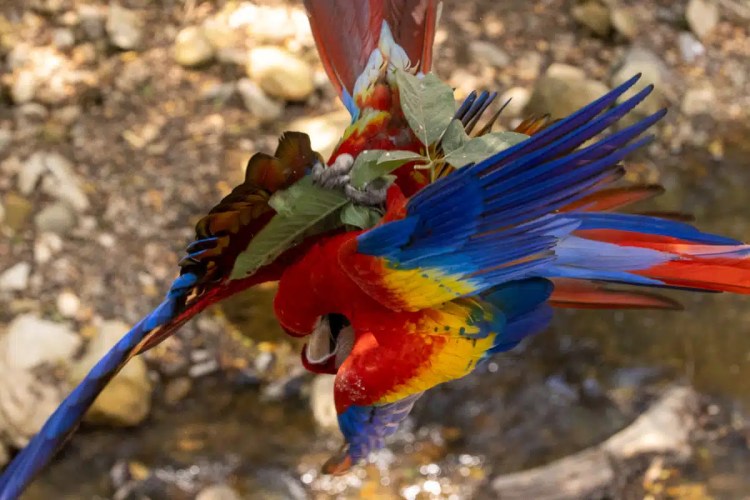 Scarlet Macaw at Macaw Mountain, Copan Ruinas, with vibrant red, yellow, and blue feathers.