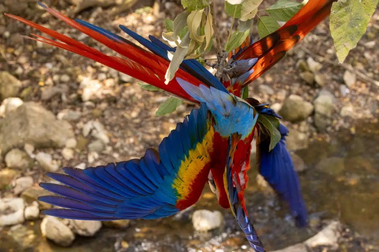Scarlet macaw in flight at Macaw Mountain, Copan Ruinas.