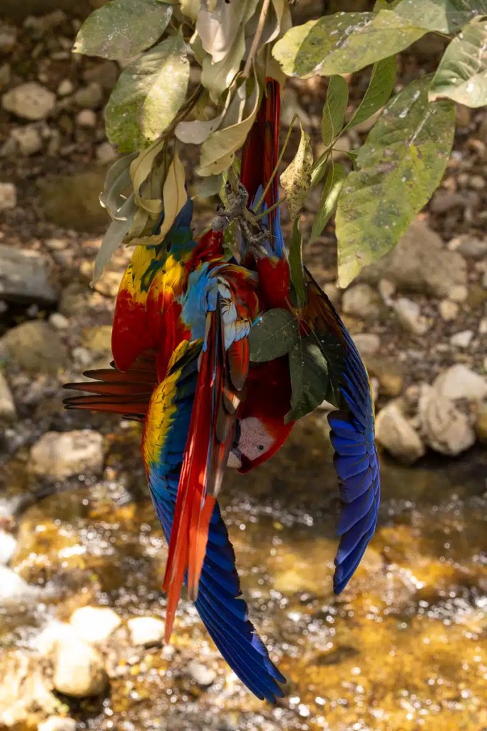 Scarlet macaw hanging upside down in Macaw Mountain, Copan Ruinas