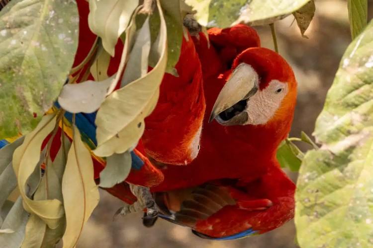 Scarlet macaw perched in tree at Macaw Mountain, Copan Ruinas. Bright red parrot with blue and yellow wings.