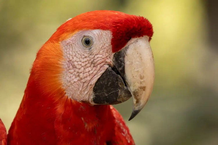 Scarlet macaw at Macaw Mountain, Copan Ruinas. Close-up of the bird's head showing its vibrant red feathers.