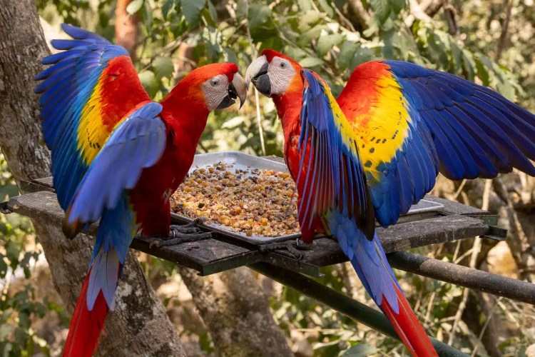 Two vibrant Scarlet Macaws at Macaw Mountain, Copan Ruinas, wings spread near a feeding tray.