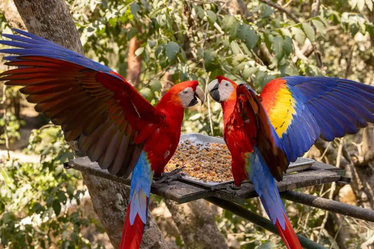 Two scarlet macaws with vibrant plumage eating at Macaw Mountain, Copan Ruinas.