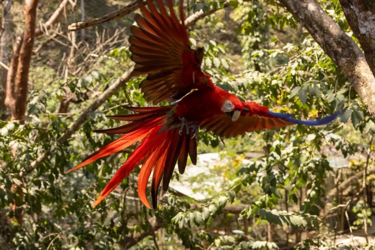 Scarlet Macaw in flight at Macaw Mountain, Copan Ruinas.