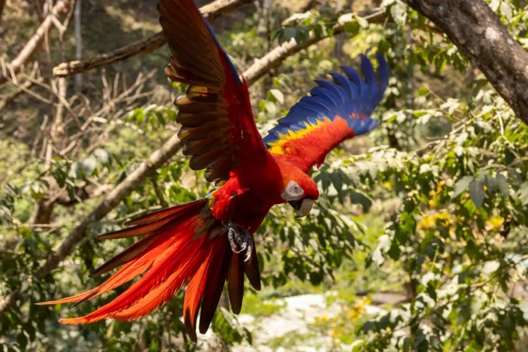 Scarlet macaw in flight near Macaw Mountain, Copan Ruinas